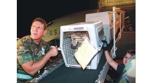 Rescued dogs arrive to open arms 