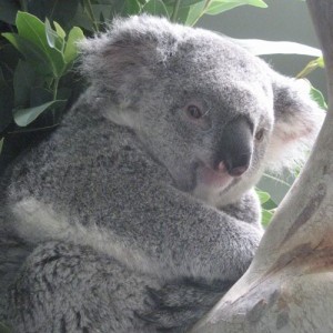 Sooky the koala