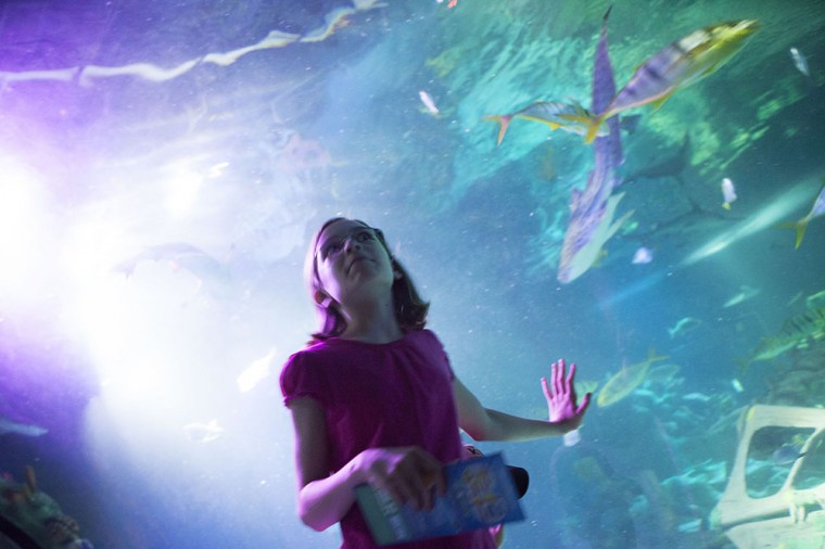 Shark Week at SEA LIFE