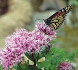 Washington’s National Garden blooms at last 