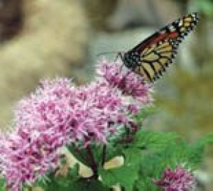 Washington’s National Garden blooms at last 