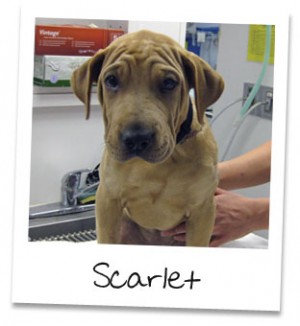 Scarlet