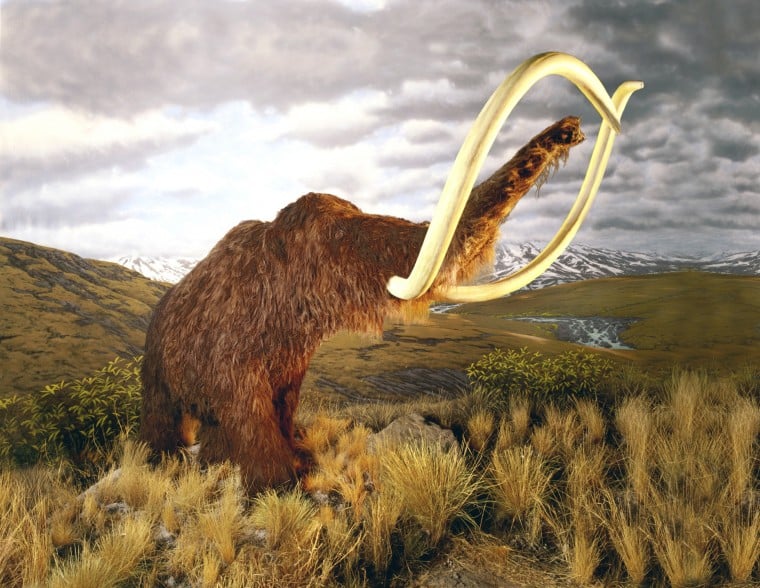 mammoth