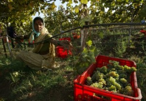 An unlikely wine industry takes root in India 