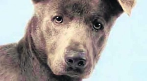 Pet of the Week: Mikey – Adopted 