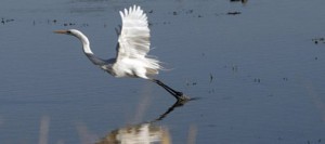 Gilbert’s Riparian Preserve plants seed of conservation 