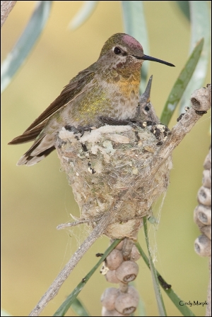 Hummingbird Habitat