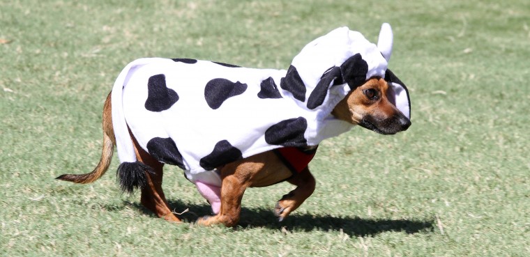 Barktoberfest