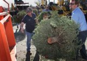 Christmas trees now become hazard 