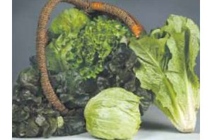 Lettuce is the main course at Yuma celebration 