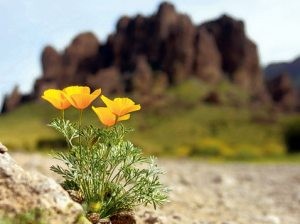 Wildflowers ready to spring into action 