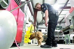 Drug dog