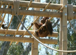 Orang-Hutan: People of the Forest