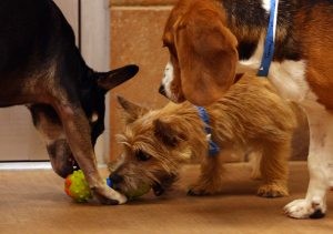 PetsMart opens a dog, cat hotel with all the amenities 