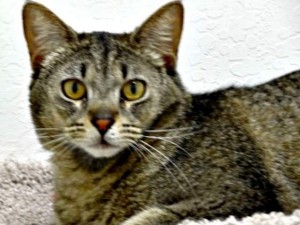 $2,500 reward offered in case of Mesa mutilated cats