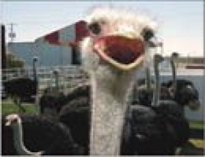 Birds of a feather will flock to ostrich fest 