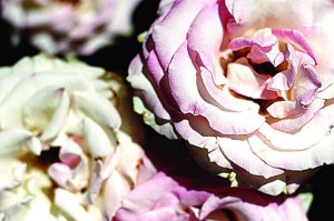 Rose fest