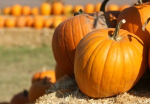Pumpkin Patch