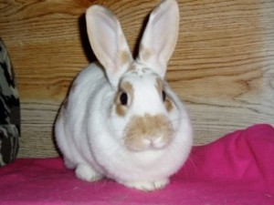 Cinnamon