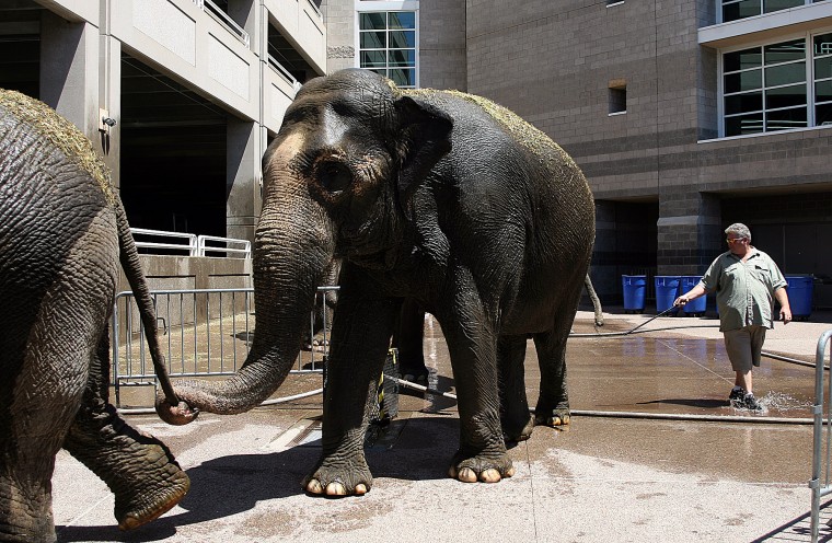Ringling Bros. and Barnum and Bailey Circus