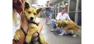 Nonprofit helping county help animals 