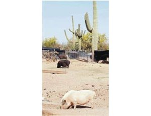 Sanctuary cares for hundreds of misfit pigs 