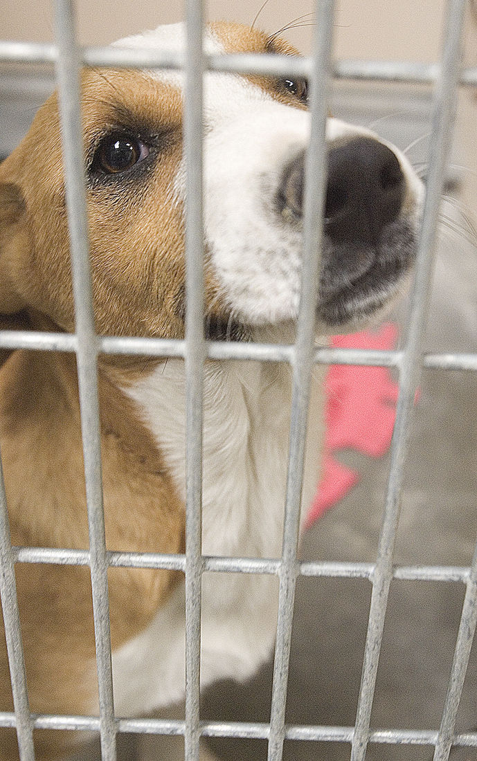 Pet of the Week Local