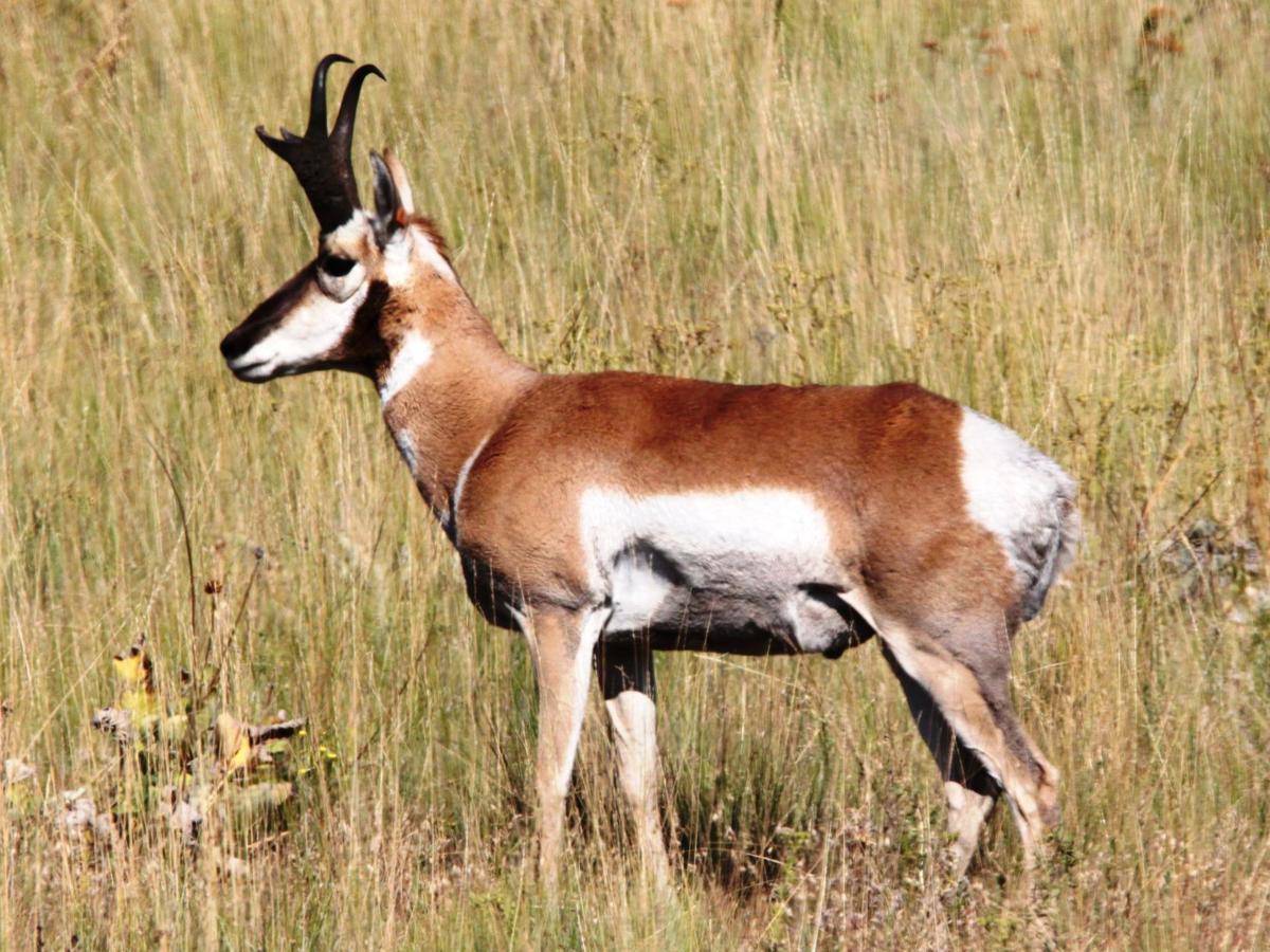 Nature Notes No other animal is like our Pronghorn