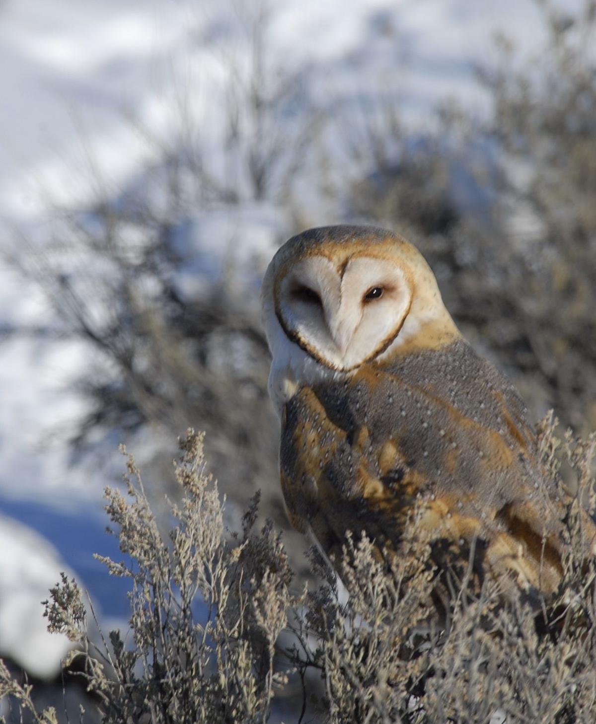 Wildlife of Nevada | Lifestyles | elkodaily.com