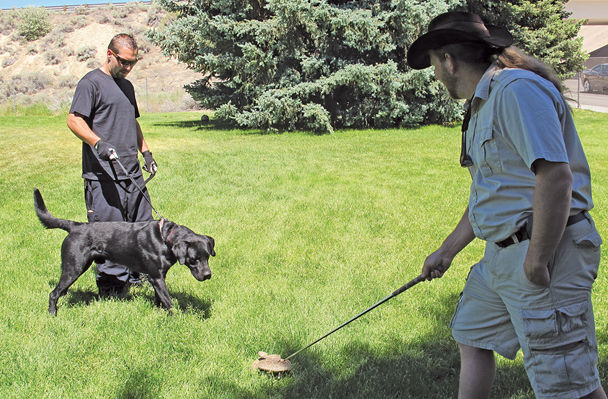 Training teaches dogs rattlesnake avoidance | News | elkodaily.com