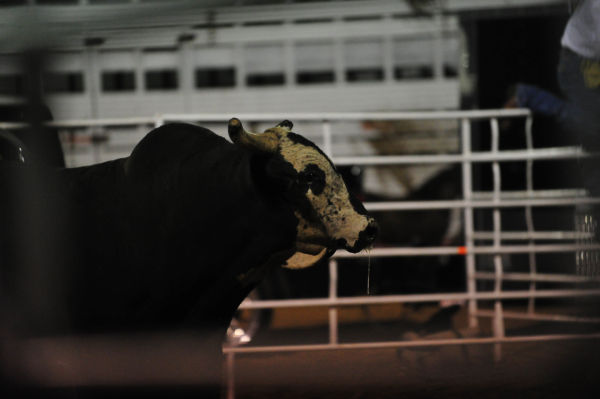 040FairBullRiding13.jpg