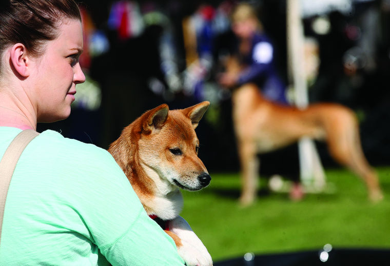 Wine Country Circuit Dog Show Wine Country Circuit Dog Show