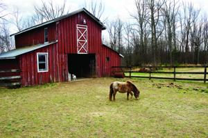 All Essay: Short Essay on Horse (125 Words)