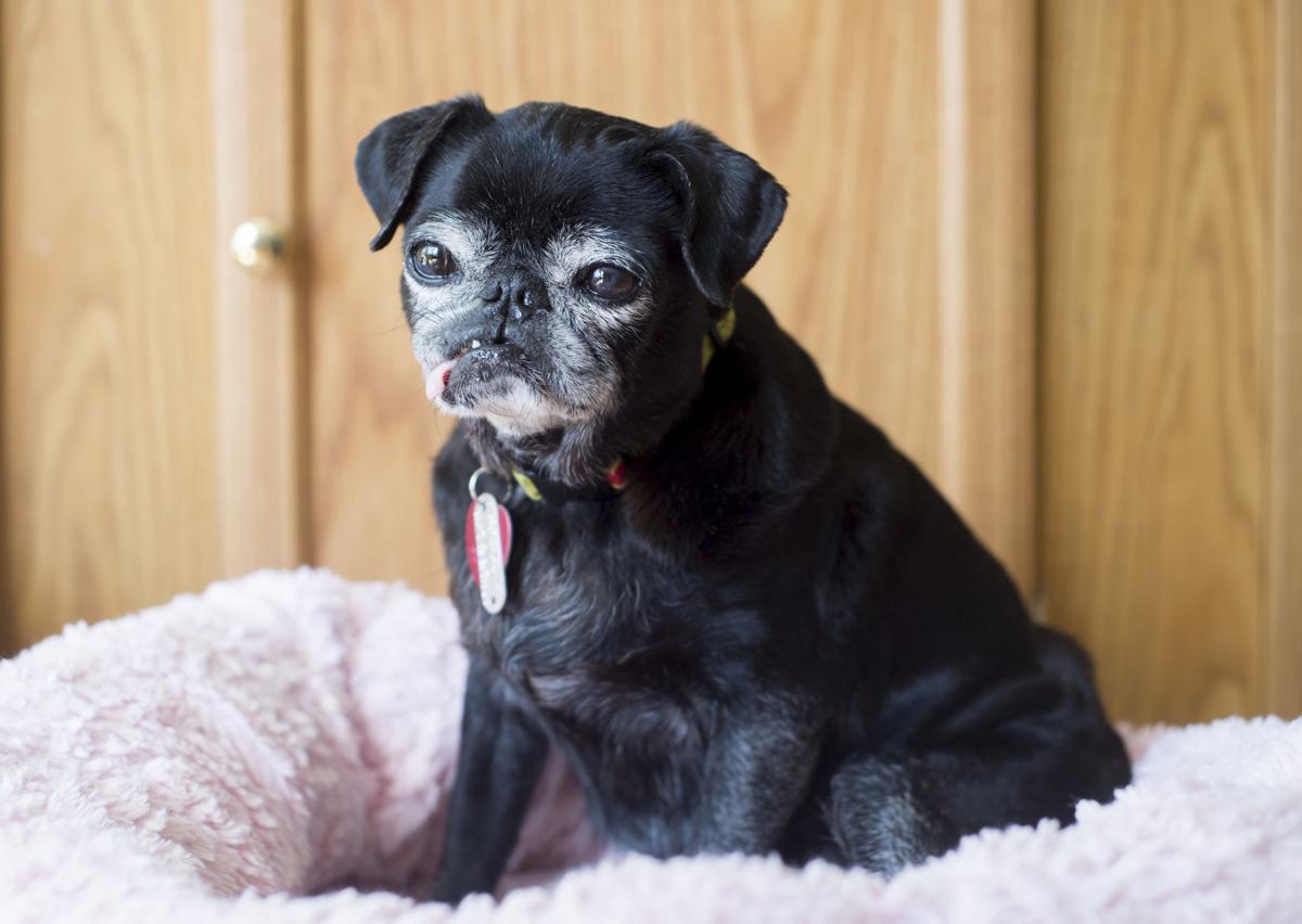 pug rescue va md dc after tragic loss pours into rescued pets va md dc fredericksburg pug rescue va md dc after tragic loss pours into rescued pets va md dc fredericksburg