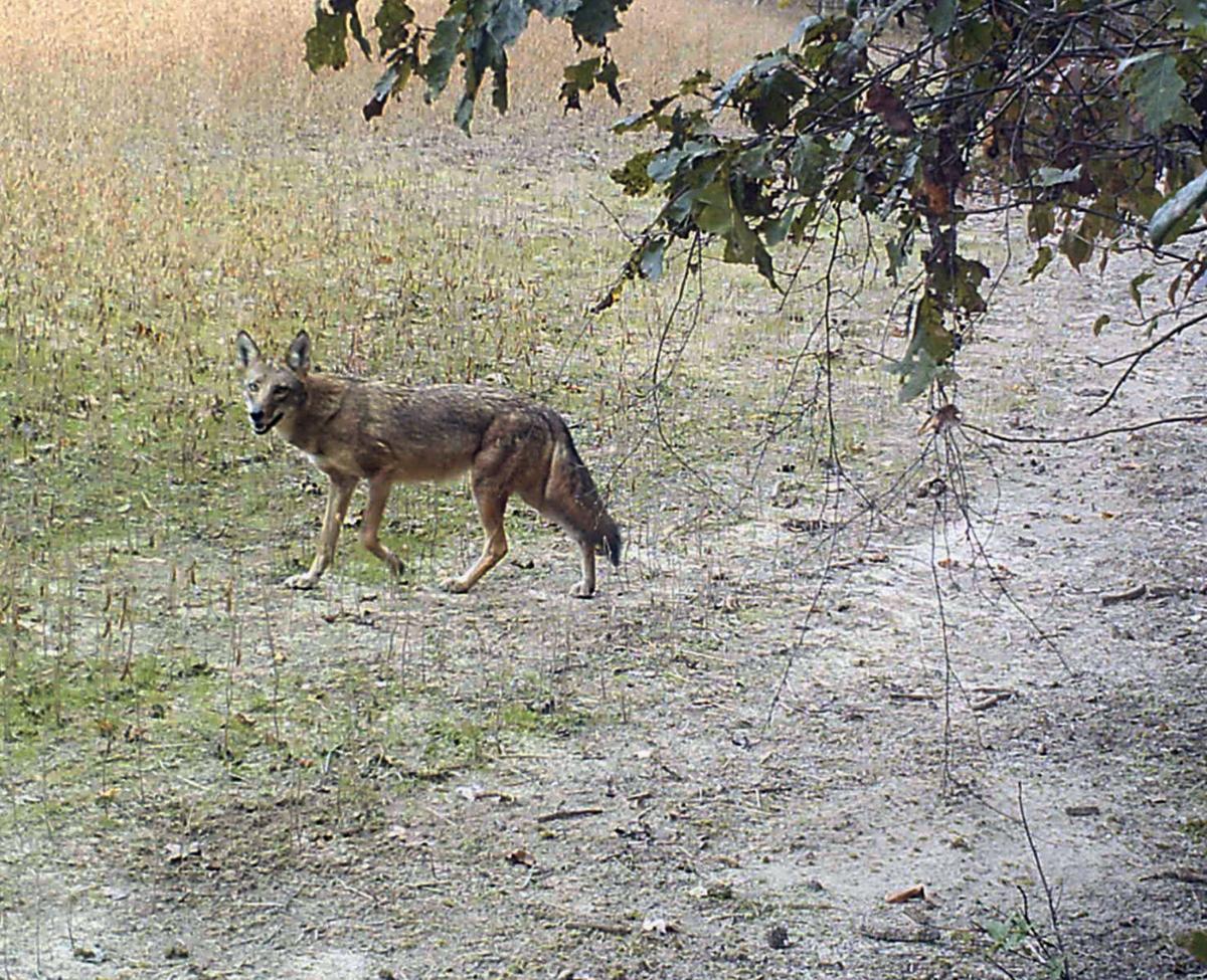 KEN PERROTTE: South Carolina coyote plan is worth emulating | Outdoors