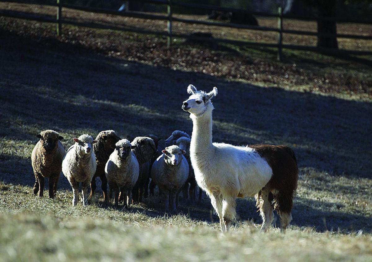 Mama llama protects sheep in Westmoreland from coyotes while Culpeper