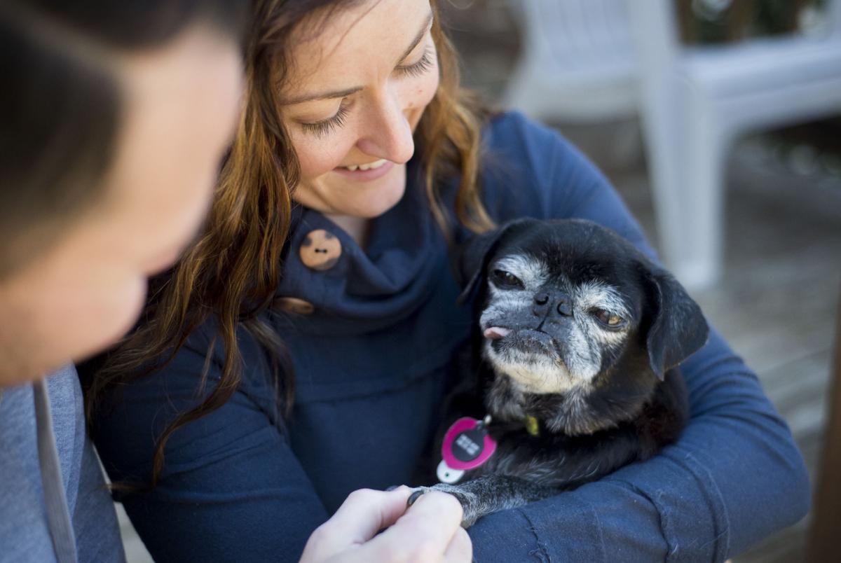pug rescue va md dc after tragic loss pours into rescued pets va md dc fredericksburg pug rescue va md dc after tragic loss pours into rescued pets va md dc fredericksburg
