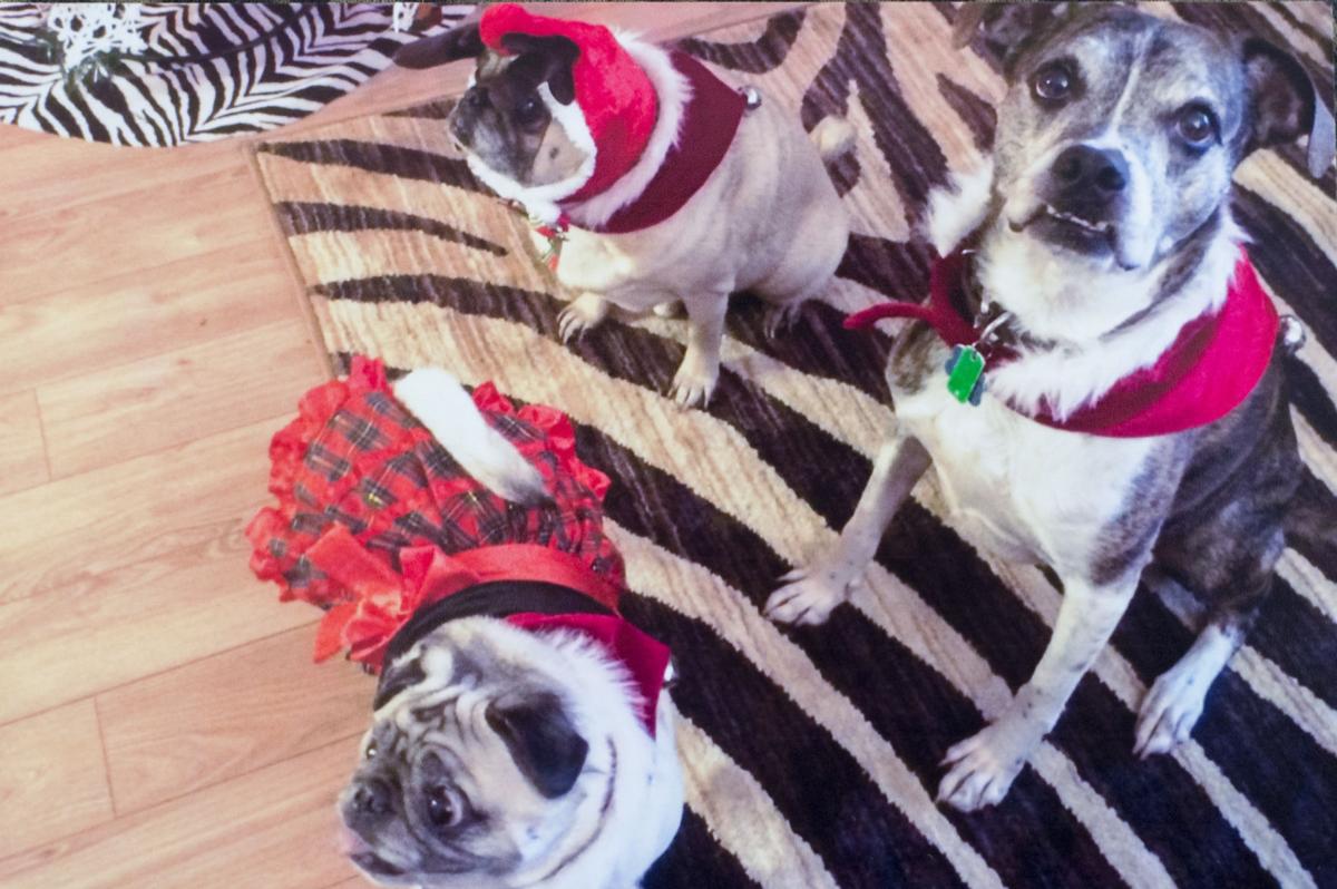 pug rescue va md dc after tragic loss pours into rescued pets va md dc fredericksburg pug rescue va md dc after tragic loss pours into rescued pets va md dc fredericksburg