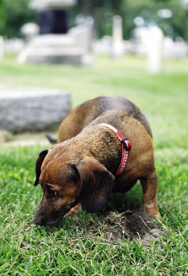 Mole On Dog