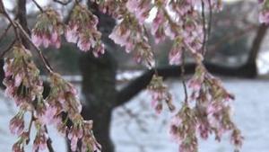 Half the Cherry Blossoms Survived Freeze