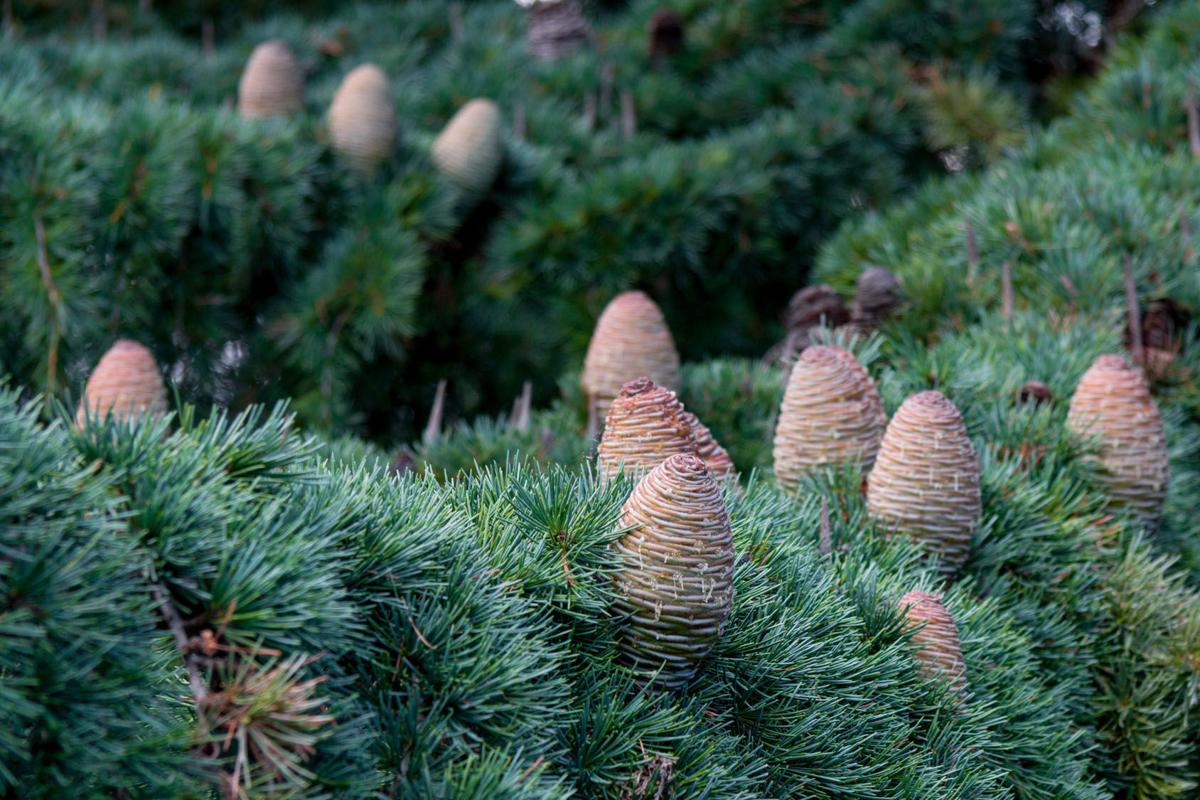 Conifers, evergreen ‘bones’ that tie a landscape together yearround