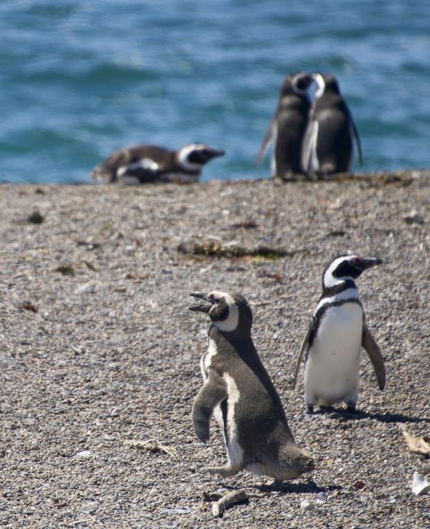 Penguin beach