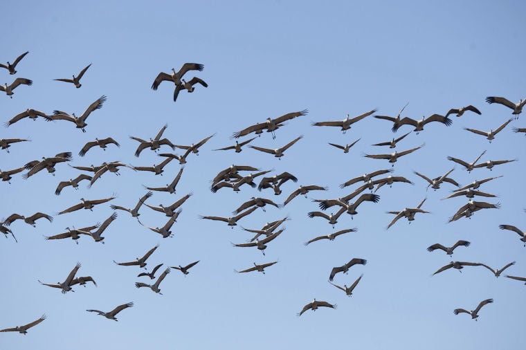 bird migration images reverse search bird migration images reverse search