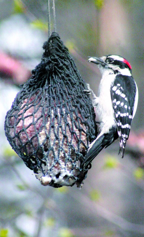 A male Hairy Woodpecker hangs on a suet ball at a home in