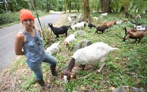 Goats again deployed to Takena Landing