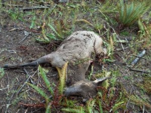 Brothers arrested in connection with elk-poaching investigation
