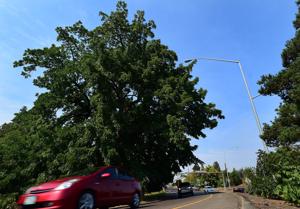 Historic tree to get some TLC
