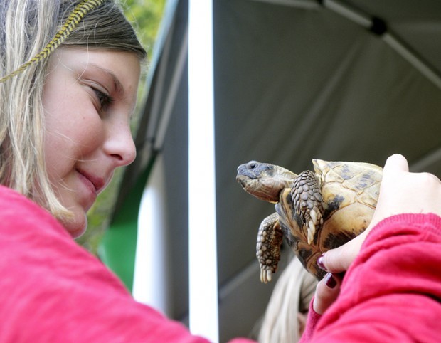 Lucy Bloomer, 10, comes face to face with a Box Turtle during the Chintimini Wildlife Center open house Sunday afternoon. - 4e895a9a0d947.image