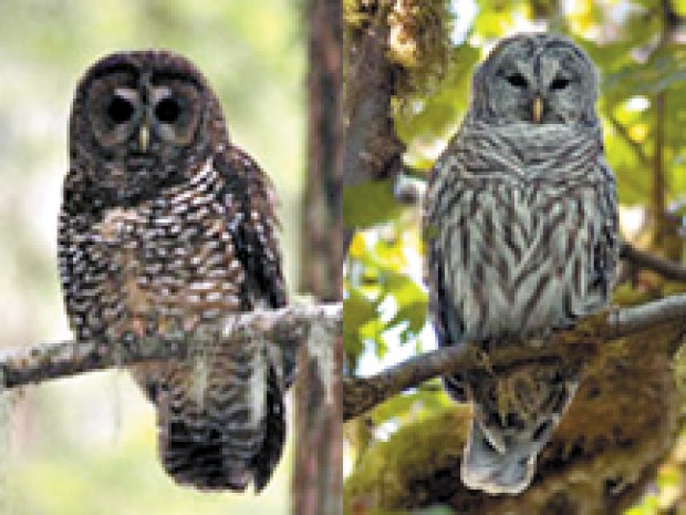 whoo-s-dat-study-reveals-that-barred-owl-is-a-menace-to-northern-spotted