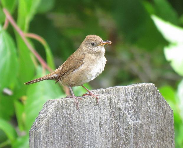 house wren with food stewart holmes jpg house wren with food stewart holmes jpg
